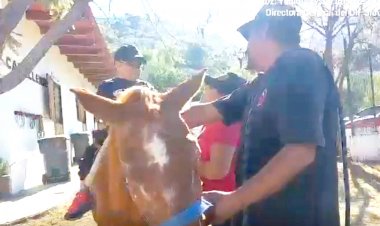 Para niños y jóvenes, sesiones de equinoterapia ofrece DIF Jiutepec