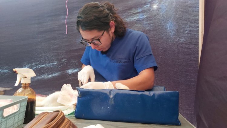 Inició programa de esterilización de  perros y gatos en Jiutepec