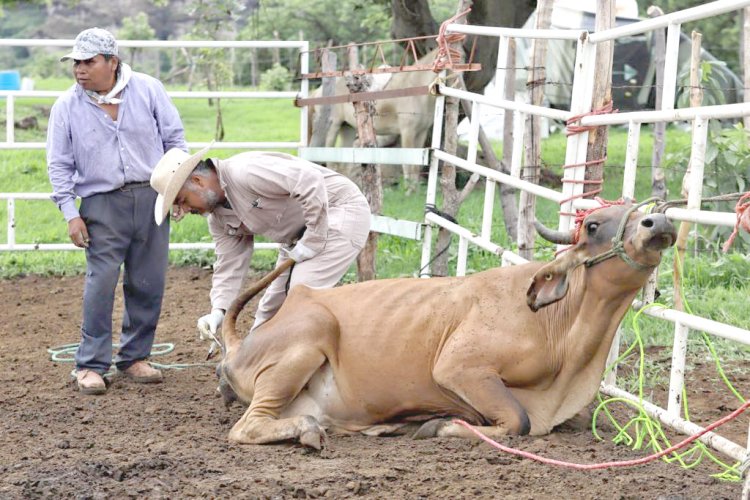 Alertan por riesgos a la salud  en enfermedades de ganado