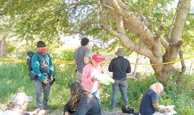 Vara dulce, impedimento para labor de buscadoras