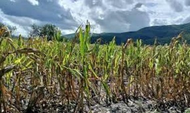Le negaron apoyo a campesinos del Sistema Producto Maíz tras pérdidas