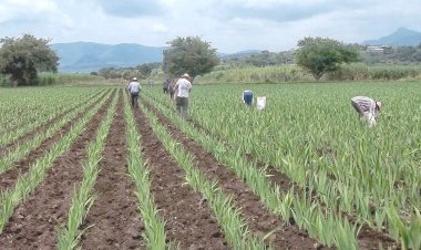Cañeros exigen que se solucione desde ahorita la escasez del agua