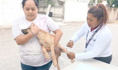Por más esterilizaciones de mascotas van en Ayala