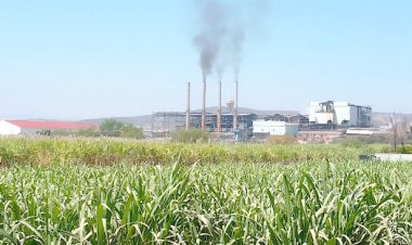 Productores cañeros prefieren vender la vara dulce en Puebla