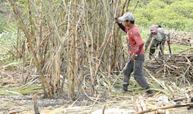 Por el éxodo a EEUU, aquí faltan cortadores de caña