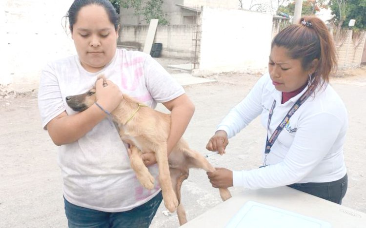 Por más esterilizaciones de mascotas van en Ayala