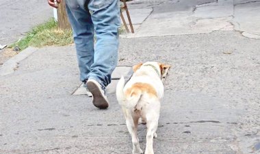 Por maltrato animal, 4 carpetas de denuncia actualmente en Cuautla