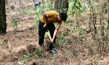 De nada ha servido reforestación en Cuautla; los árboles se secan