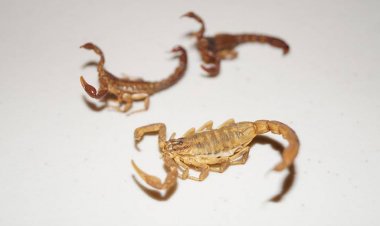 Faltan reactivos de suero antialacrán y centros de salud cierran muy temprano