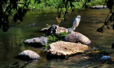 Las quemas de pastizales están dañando al R. Cuautla