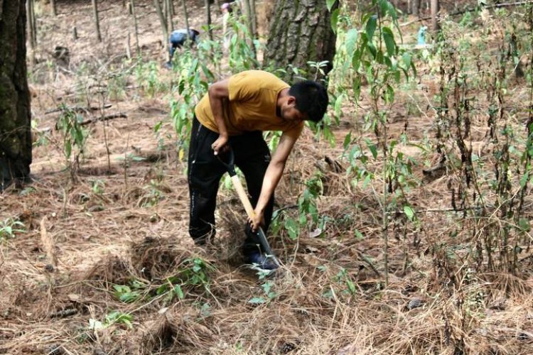 De nada ha servido reforestación en Cuautla; los árboles se secan