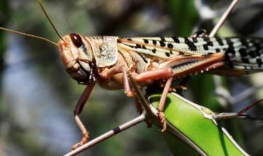 Alertan en Los Altos  sobre langosta centroamericana