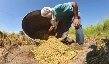 Se cayó la producción de arroz en 75 por ciento