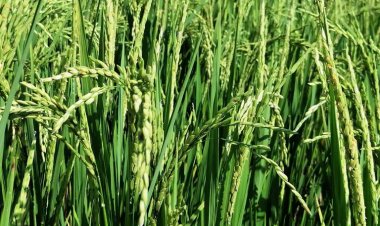 Profunda crisis de arroceros del estado; no tienen apoyo