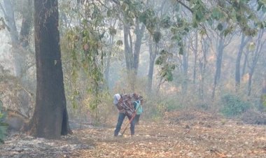 Quince hectáreas de árboles frutales, dañadas por quema