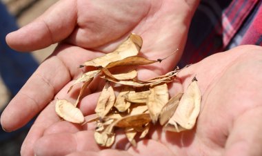 Presentan iniciativa para colecta de semillas de especies nativas