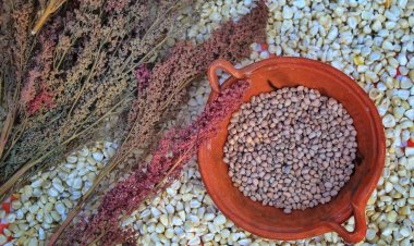 Campesinos de Morelos signarán acuerdo con Claudia Sheinbaum