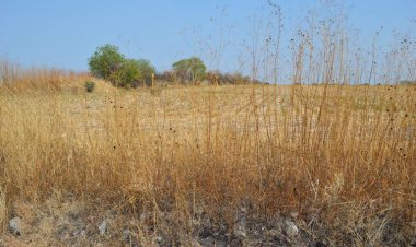 Desolador, el panorama del campo, según diagnostican