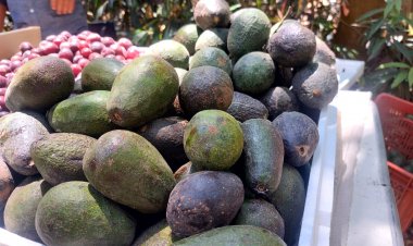 También, cada vez menos aguacate por falta de agua