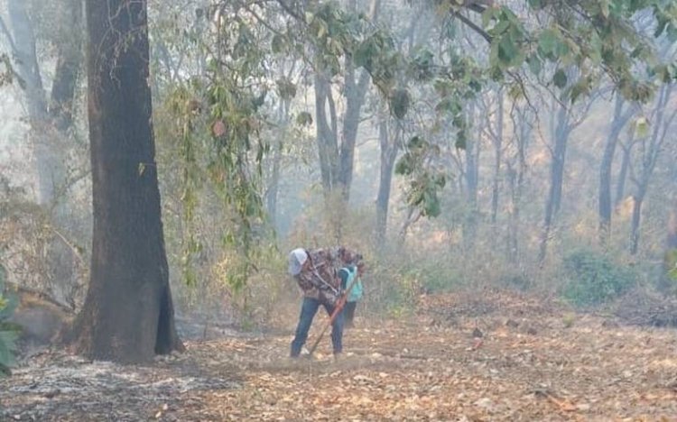 Quince hectáreas de árboles frutales, dañadas por quema