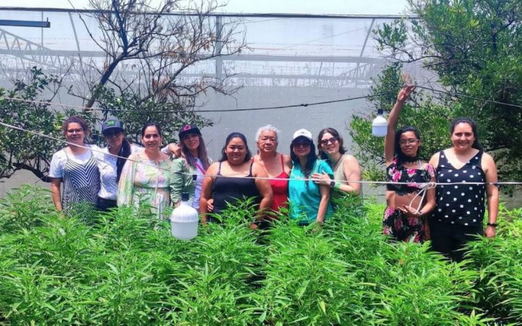 Fin del plan Tetecala: cultivo  de cannabis medicinal y lúdico