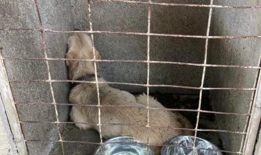 El abandono de mascotas también daña el ambiente