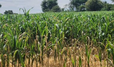 Ya alcanza un lustro el abandono a campesinos