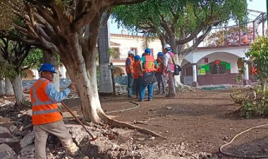 Piden revisar árboles en Cuautla; varios están enfermos, apuntan