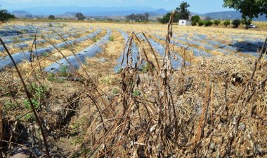 Ya prevén retrasos en simbras por la sequía