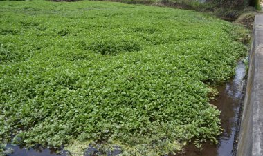 Proponen cultivo de berro de forma ecológica en río Cuautla