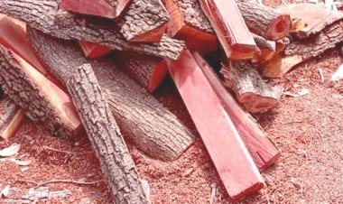 El gobierno de Urióstegui permitió tala inmoderada