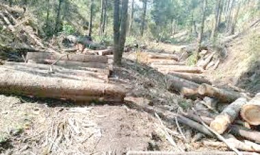 Denuncian tala clandestina en Tlalnepantla para la siembra