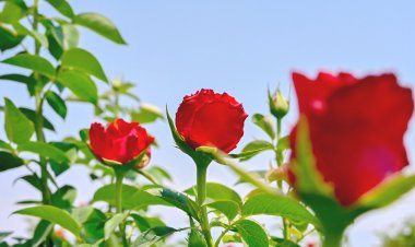 Invitan a expresar el amor a mamá con flores de Morelos