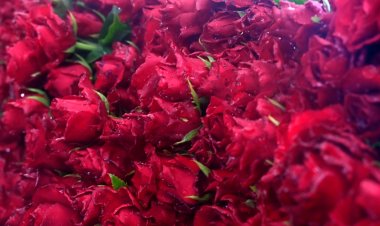 Se confirmó potencial de Morelos, 2° en la nación en cultivo de rosas