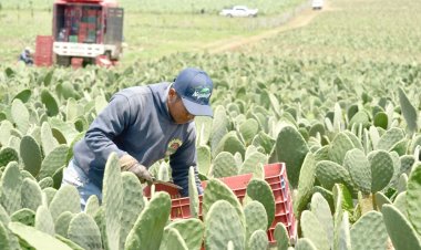 Destacan la relevancia de mantener sanidad vegetal