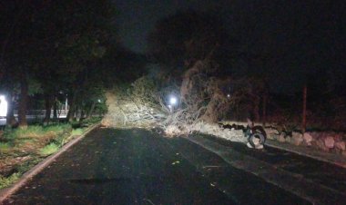 Las lluvias dejaron árboles caídos, reportan bomberos
