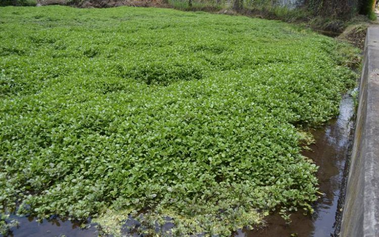 Proponen cultivo de berro de forma ecológica en río Cuautla
