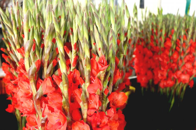 Invitan a expresar el amor a mamá con flores de Morelos