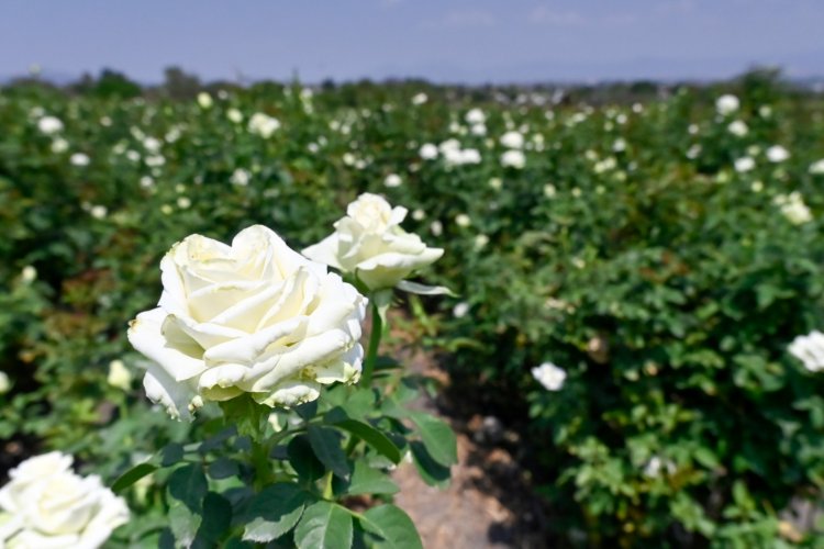 Se confirmó potencial de Morelos, 2° en la nación en cultivo de rosas