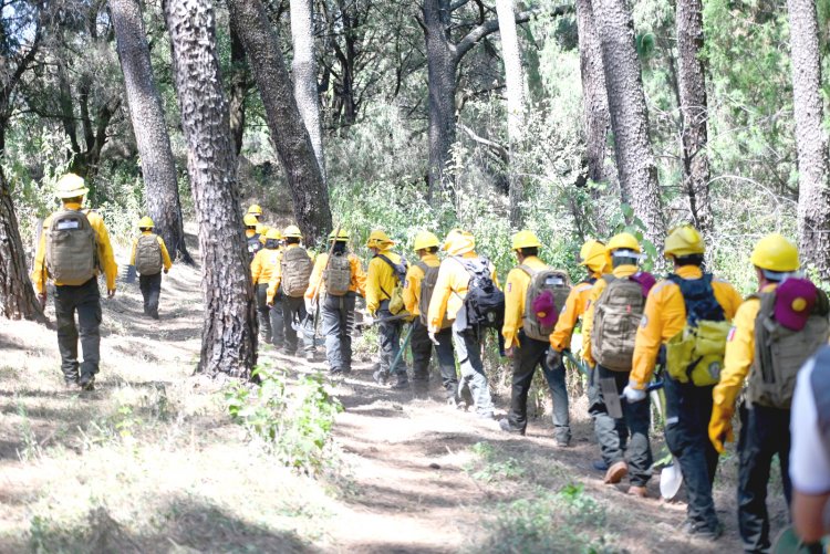 Urgente llamado a cuidar bosques y evitar incendios