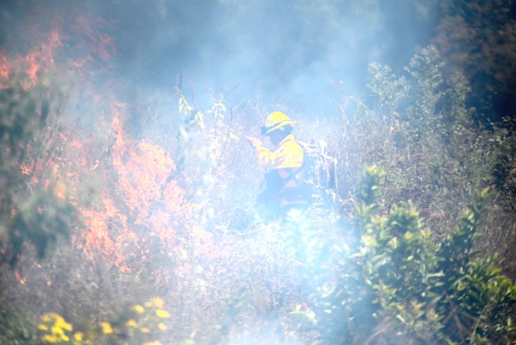 Urgente llamado a cuidar bosques y evitar incendios