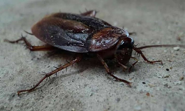 Cucarachas, la plaga que más asuela a Cuernavaca