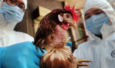 Se refuerza vigilancia en Morelos ante el primer caso de gripe aviar