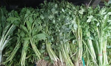 Pega en el mercado ALM alza en precio del cilantro