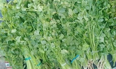 Aumento en cilantro y aguacate pega a restaurantes, pero no suben precios