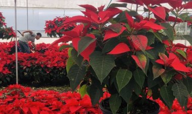 Cayó 50 por ciento la producción de flor de nochebuena estatal
