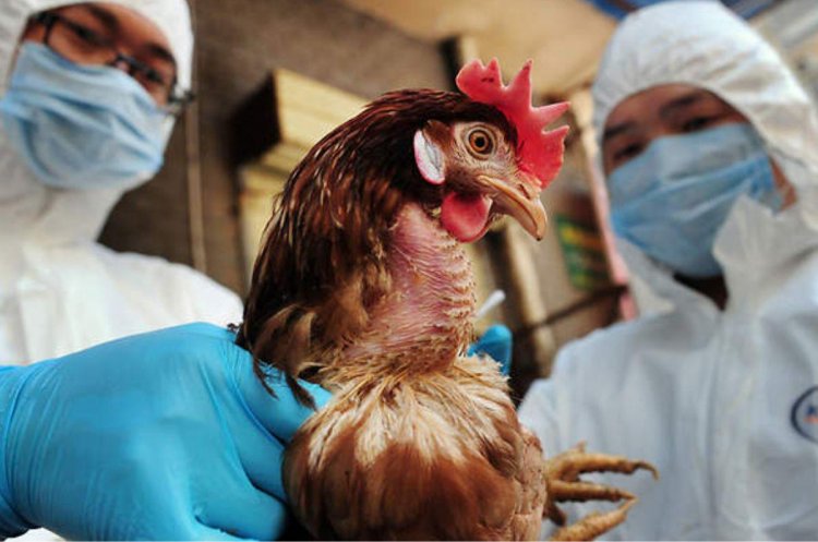 Tras muerte aclarada de hombre con gripe aviar, se refuerzan puntos de ingreso