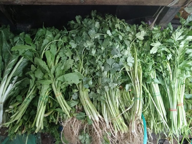 Pega en el mercado ALM alza en precio del cilantro