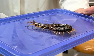 Trabajan en bioinsecticida a base de veneno de ciempiés