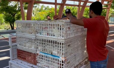En Jojutla, familias beneficiadas con gallinas ponedoras